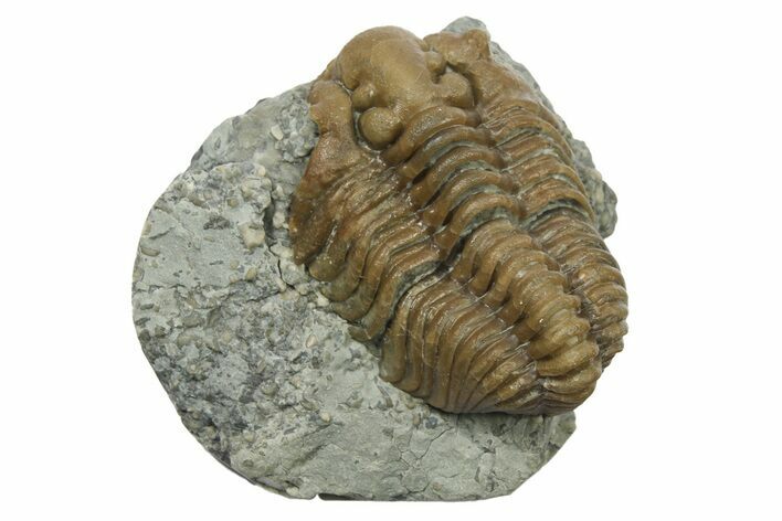 Fossil Trilobite (Calymene breviceps) - Waldron Shale #269914